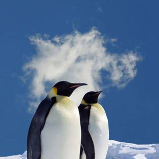 Snow penguin wallpaper