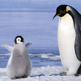 Snow penguin wallpaper