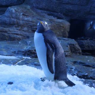 Snow penguin wallpaper