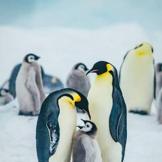 Snow penguin wallpaper