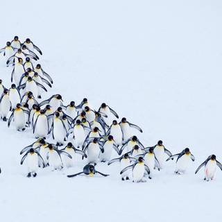 Snow penguin wallpaper