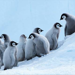 Snow penguin wallpaper
