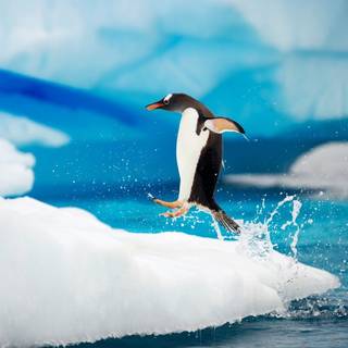 Snow penguin wallpaper