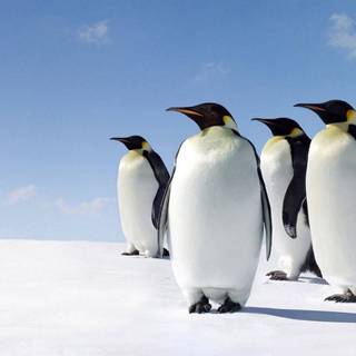 Snow penguin wallpaper