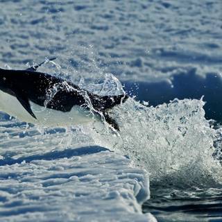 Snow penguin wallpaper