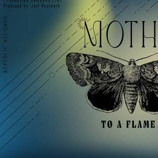 Moth To A Flame wallpaper
