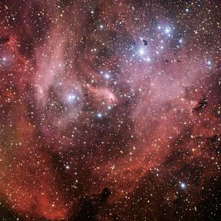 Chicken stars wallpaper