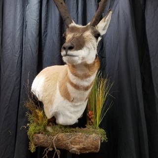 Taxidermy wallpaper