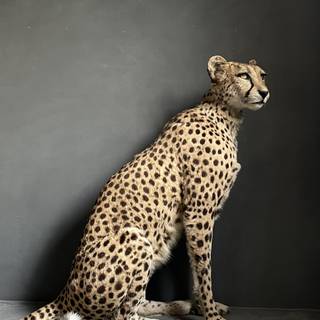 Taxidermy wallpaper