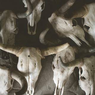 Taxidermy wallpaper