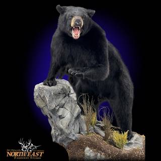 Taxidermy wallpaper