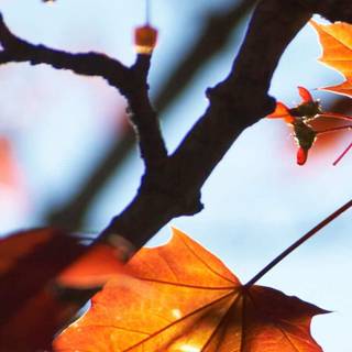 Autumn iPhone leaves wallpaper