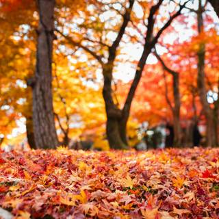 Autumn iPhone leaves wallpaper