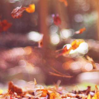 Autumn iPhone leaves wallpaper