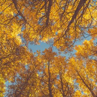 Autumn iPhone leaves wallpaper