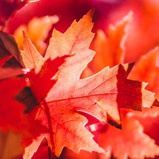 Autumn iPhone leaves wallpaper