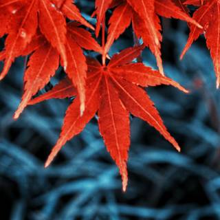 Autumn iPhone leaves wallpaper