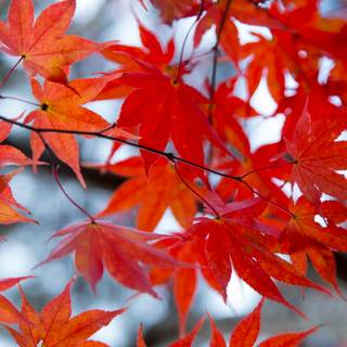 Autumn iPhone leaves wallpaper