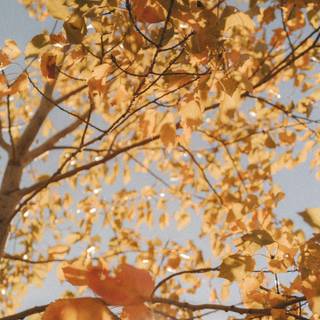 Autumn iPhone leaves wallpaper