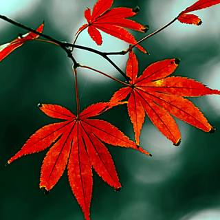 Autumn iPhone leaves wallpaper