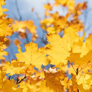 Autumn iPhone leaves wallpaper