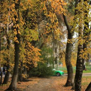 City park autumn wallpaper