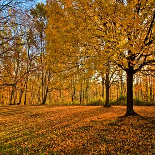 Autumn November iPad wallpaper