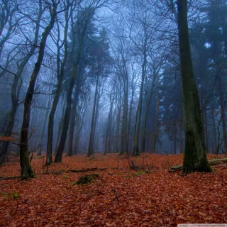 Autumn November iPad wallpaper