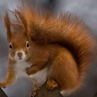 Thanksgiving squirrel wallpaper