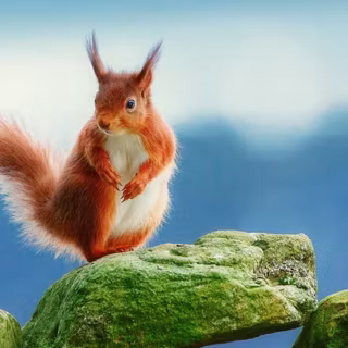 Thanksgiving squirrel wallpaper