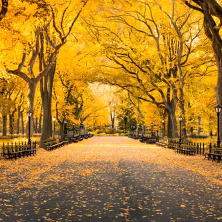 City park autumn wallpaper