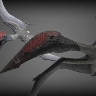 Hatzegopteryx wallpaper