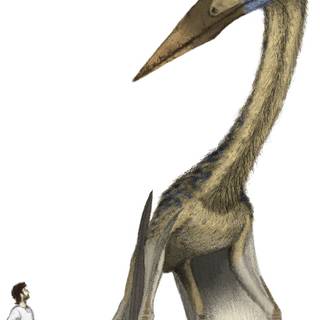 Hatzegopteryx wallpaper