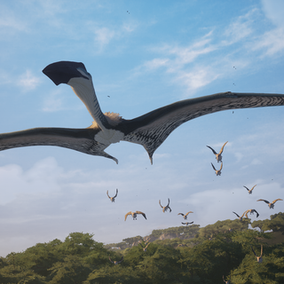 Hatzegopteryx wallpaper