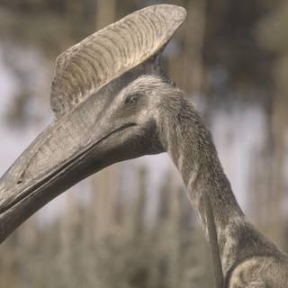 Hatzegopteryx wallpaper