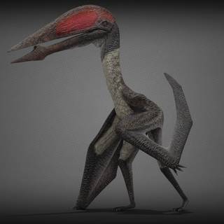 Hatzegopteryx wallpaper