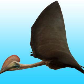 Hatzegopteryx wallpaper