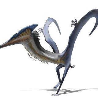 Hatzegopteryx wallpaper