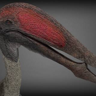 Hatzegopteryx wallpaper