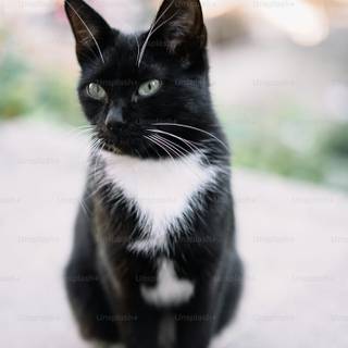 One black cat one white cat wallpaper