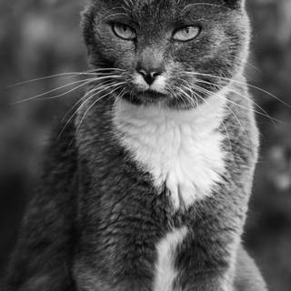 One black cat one white cat wallpaper