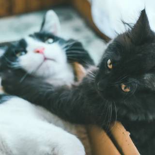 One black cat one white cat wallpaper