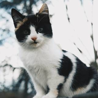 One black cat one white cat wallpaper