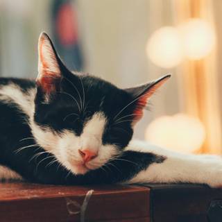 One black cat one white cat wallpaper