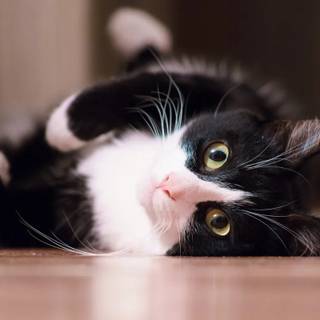 One black cat one white cat wallpaper