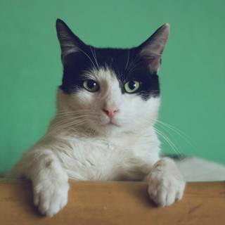 One black cat one white cat wallpaper