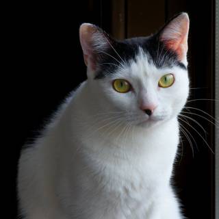 One black cat one white cat wallpaper