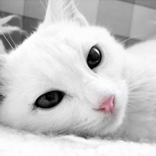 One black cat one white cat wallpaper