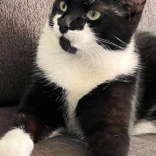 One black cat one white cat wallpaper