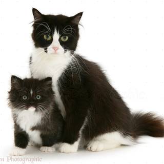 One black cat one white cat wallpaper